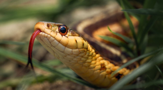 5 loại cây mà rắn rất sợ, trồng trong nhà giúp tránh xa tà khí, mang lại bình an và may mắn