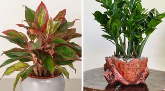 Nhà giàu chuộng 5 loại cây phong thủy này: Hút tài lộc như vòi rồng, phú quý lan sang cả con cháu