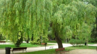 Tổ Tiên cảnh báo: Đừng trồng cây dữ trước nhà, lộc vào cửa cũng hóa hư – Đây là những loại cây kiêng kỵ