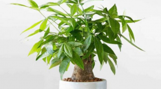 4 loại cây nên có trong phòng khách: 10 nhà đặt thì 9 nhà giàu, chưng 1 chậu để gia đình thịnh vượng