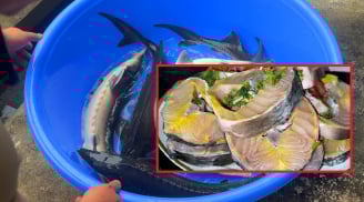 Loại cá không xương, ngon hơn cá Chép, bổ hơn cá Thu, giàu Omega 3 bậc nhất