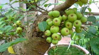 Người tuổi Thân trồng cây cảnh gì cho hợp Mệnh và thu hút tài lộc, may mắn?