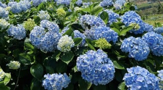 Lý do không nên trồng cẩm tú cầu trong nhà