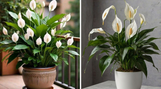 5 loại cây cảnh hút khí độc, thanh lọc không khí nên trồng trong nhà