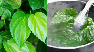 Lá Trầu Không có 5 công dụng chữa bệnh vô cùng hữu ích này