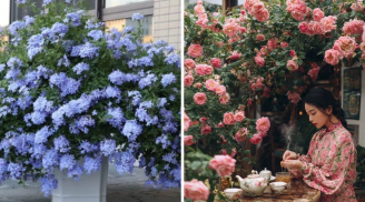 4 loài cây cảnh khiến sân vườn đẹp như cổ tích: Ai ghé qua cũng phải ngẩn ngơ