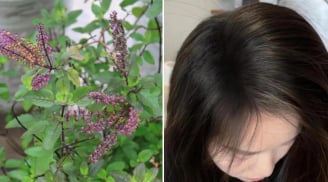 Mùa đông tóc khô rụng, lấy 5 loại lá này đun nước gội đầu, càng gội tóc con càng mọc nhiều