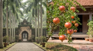 2 cây trồng ở đầu ngõ Tiền về, 3 cây trồng sau nhà Trấn Lộc, là cây nào?