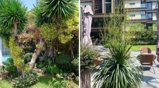 Người xưa nói: 'Cây cảnh này nở hoa, điềm lành đến gần, gia đình đón lộc, nhận may', đó là cây gì?