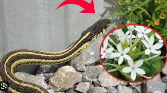 6 dấu hiệu chứng tỏ rắn ở trong vườn nhà bạn, xử lý ngay