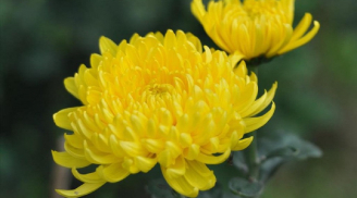 Cách cắm hoa cúc trên bàn thờ giúp chiêu tài, tụ lộc