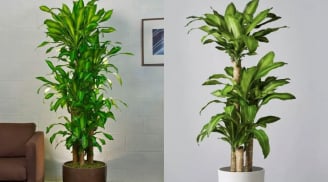 Trồng cây Thiết Mộc Lan trong nhà cần biết điều này kẻo tài lộc chưa tới đã thấy họa theo sau