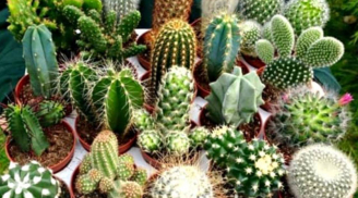 Cảnh báo chủ cửa hàng: 3 vật phẩm tuyệt đối không bày kẻo hao tài, vận xui ập đến