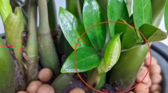 5 loại cây nở hoa điềm báo may mắn giàu có