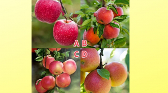 Quiz: Chọn xem quả táo nào là Giả để biết xem khả năng nhìn nhận của bạn tinh tế đến mức nào?