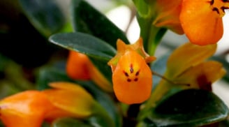 Trồng 1 cây cảnh này trong nhà, không chỉ tươi đẹp, sinh động, mà còn chiêu tài, hút lộc