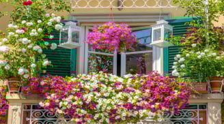 4 loại cây cỏ hoa lá kị khi trồng ở ban công