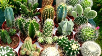 Đừng chủ quan: 3 vật phẩm tuyệt đối không nên bày ở cửa hàng kẻo tài vận sa sút, vận đen kéo đến