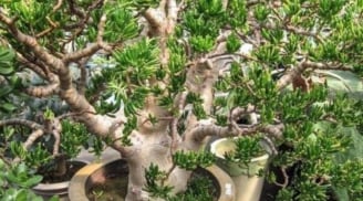 Cây cảnh ‘Tỳ Hưu hút tiền’ tốt hơn 10 chậu trầu bà: tuổi thọ tới 100 năm, gia chủ càng trồng càng phát