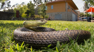 4 loại cây dụ rắn bò vào nhà, 4 cây khác rắn sợ run bần bật, là những cây nào?