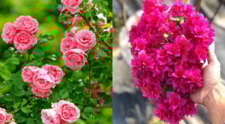 5 loại hoa nên trồng trước cửa nhà để đón lộc