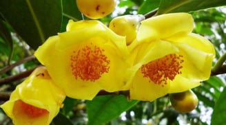 2 Cây cảnh có hoa thơm đẹp lại tốt cho sức khỏe, thuận phong thủy như có vàng có bạc trong nhà