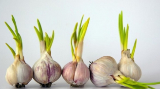 4 thực phẩm nảy mầm cực kỳ bổ dưỡng: Ai không biết vứt đi, cực kỳ lãng phí