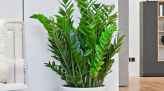 Cây Kim Tiền hợp mệnh nào? Chọn đúng mệnh – hút lộc, chiêu tài khi trồng trong nhà