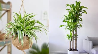 Người giàu mê trồng 4 loại cây này: Chiêu tài nạp phúc, lọc khí độc, tốt cho sức khỏe