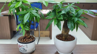 4 cây trước cửa đón lộc, 3 cây sau nhà giữ của: Danh sách cây phong thủy mang tài vận vào nhà bạn