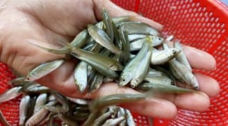 Loại cá giàu canxi, ăn được cả xương: Chỉ xuất hiện 3 tháng trong năm, hiện đang vào mùa săn