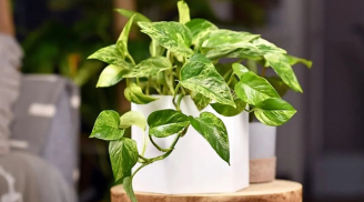 Người thuộc 2 mệnh này trồng cây trầu bà giúp đổi vận, lộc đến ào ào