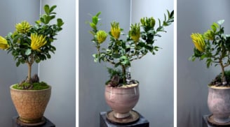 Phật thủ bonsai gây sốt Tết 2026: Cây “Thần Tài” vàng kim được săn lùng vì quá sang, quá hút lộc