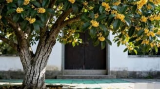 3 loại cây không trồng ngoài sân và 3 vật không treo trong nhà, phong thủy gia chủ nên biết rõ