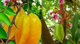 Trồng cây khế trước nhà chiêu tài hút lộc, đặc biệt 2 mệnh này, nhưng hãy chú ý để không phạm kỵ