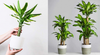 Trồng Thiết Mộc Lan hút lộc nhưng kỵ với người thuộc mệnh này