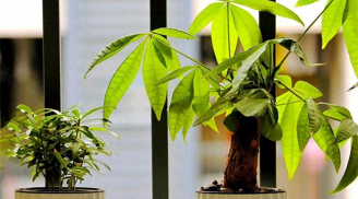 4 vị trí vàng trong nhặt đặt cây kim ngân giúp gia chủ 'hút tiền như nam châm'