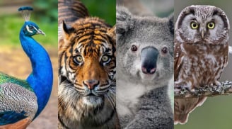 Bạn thông minh theo cách nào? Chọn con vật trong trắc nghiệm tâm lý để biết ngay