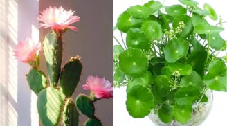 Đừng thấy hoa nở vội mừng: 4 loại cây này nở hoa điềm báo xui xẻo, nên thận trọng