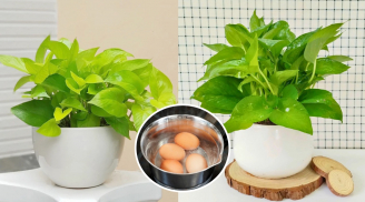 Tưới trầu bà bằng 2 loại nước này, lá xanh như bôi mỡ