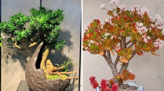 3 loại cây càng lâu gia đoạn càng thịnh vượng, con cháu dễ thành tài, rạng danh dòng họ