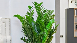 Cây kim tiền hợp mệnh nào? Hướng dẫn chọn cây phong thủy mang tài lộc vào nhà