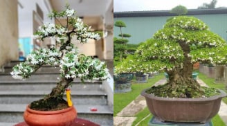 Cây mọc hàng rào “lên chậu” thành bonsai tiền tỷ: Nở hoa quanh năm, mang lộc vào nhà
