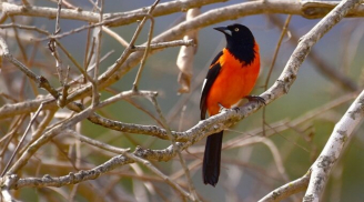 Phụ nữ sinh vào 3 tháng âm lịch này, vừa vượng tài, vừa vượng phu, ai lấy được phúc đức 3 đời