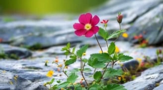 Sóng gió vô biên nhưng không gục ngã là 3 con giáp này, Càng Già Càng Vững Vàng, càng khó càng Giàu