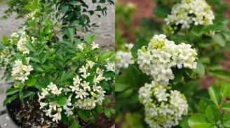 Trồng cây nguyệt quế trước nhà rất tốt về phong thủy nhưng phải chú ý tránh điều phạm kỵ này