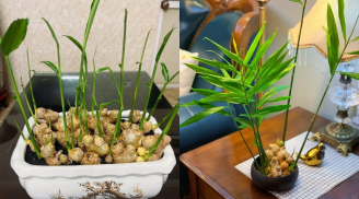 Vì sao càng ngày càng có nhiều người trồng gừng phong thủy?