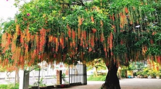 Người thuộc 2 mệnh này trồng cây lộc vừng là có lộc, gia đạo hưng thịnh