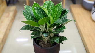 Cây cảnh phong thủy này tích tài tụ lộc, 'hồi sinh' phú quý, có lợi cho công danh thi cử