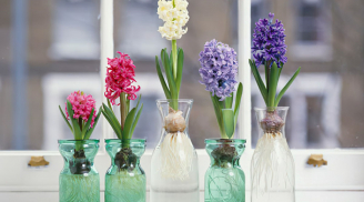 Top 3 loài hoa phá vỡ phong thủy không nên đặt trong nhà, chúng chỉ mang xui xẻo đến nhà